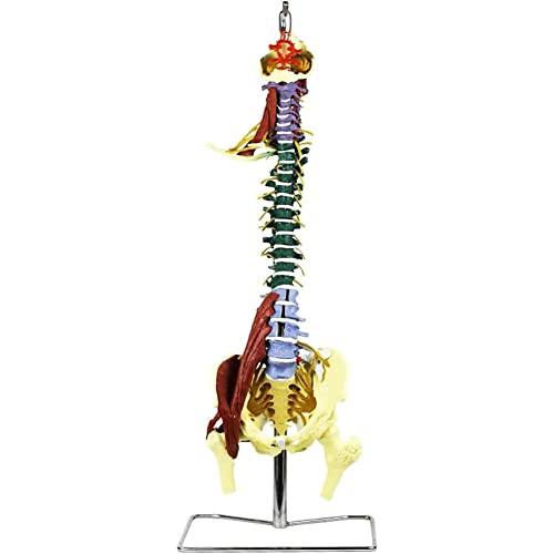 HAODING Anatomical Human Spine Model Vertebral Column Lumbar Model with Base Anatomy with Vertebrae, Nerve Roots, Vertebral Arteries for Study Educational Tool Display 90 cm