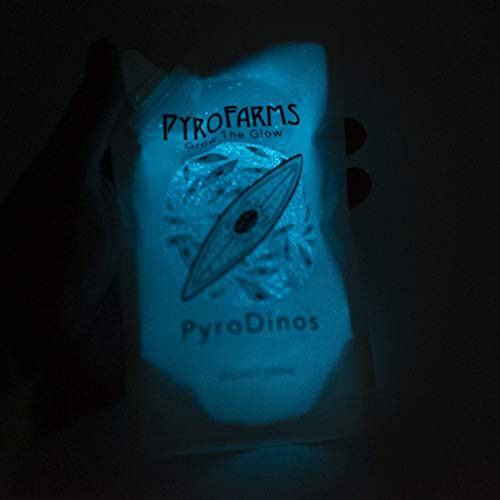 Glowing PyroDinos with DinoNutrients - Grow Bioluminescent Plankton