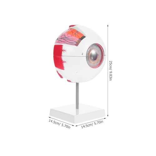 Modèle d'œil humain agrandi 6X détachable avec coupe anatomique précise