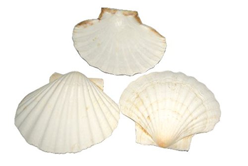 Shell Conchiglia Deep Scallop Bianco ragout guscio...