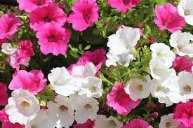 Petunia flower seeds double|| Double flower seeds for petunia flower,High germination seeds pack of 40 (B0DFTYWYL4) Amazon Price History, Amazon Price Tracker