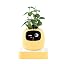 Lemon Tree