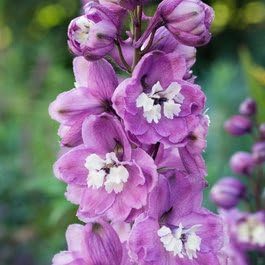 Gardening Treasures: Delphinium Magic