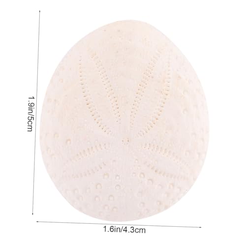 Conchas Naturales de Alta Calidad para Decoración del Hogar Elegante 6 Piezas 3