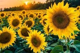 OL Seeds - Sunflower Russian Yellow Seeds-image-10