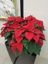 See full amazon price history chart for Uniquetree Poinsettias Live Plant (Thai Vairety Healthy Rare Plant With Pot) Red Color Uniquetree Poinsettias Live Plant (Thai Vairety Healthy Rare Plant With Pot) Red Color (B0C1TYD22F) Amazon Price History, Amazon Price Tracker