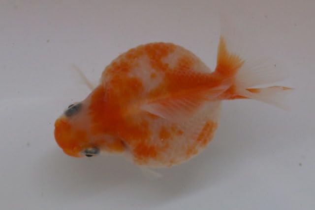 Amazon | （国産金魚）ピンポンパール(尾にクセ有） 1匹 2才魚