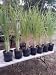 Lemongrass 5 Live Plants Each 8-12" Tall fully rooted