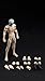 RoofWorld 1/12 Scale Male Action Figure Slender Muscle Joint Body 6 inch Super Flexible Comic Soldier Miniature Action Figure Body Doll Collection (Pale Skin)