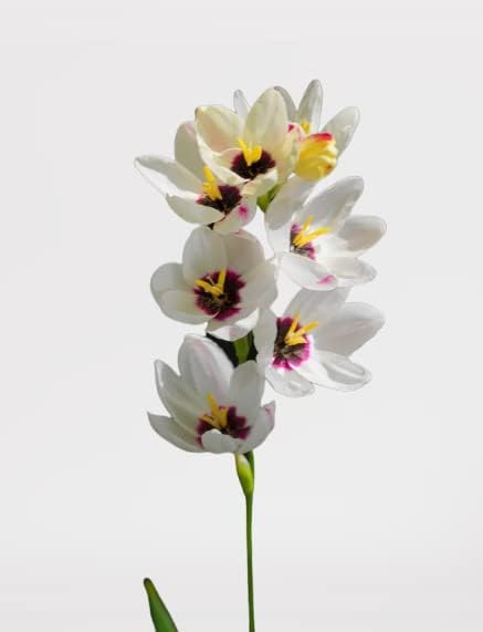 Miniatura 6 de Votaniki Bombillas mezcladas de lirio de maíz africano, de larga floración y fácil de cultivar, bombillas mixtas Ixia para plantar, flor de lirio