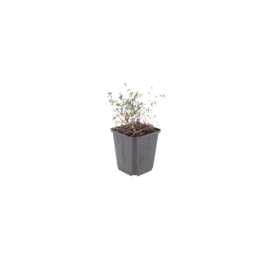 Tomillo Común Thymus Vulgaris Aromático, para Jardín, Verde, Pack de 24
