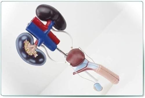 Kidney Bladder Ureter Anatomy Model of The Male Urogenital System Or Teaching Display