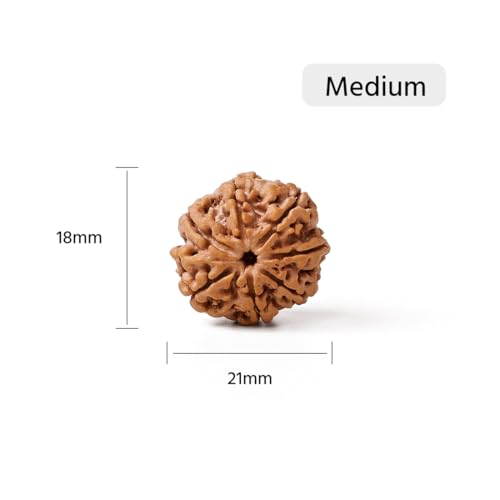 Image of GEMSMANTRA 7 Mukhi Rudraksha Bead Without Silver Pendant | Medium Size| Original Nepali | Natural and Lab Certified | Represents Goddess Lakshmi, Enhances Wealth, Prosperity & Success For Men & Women