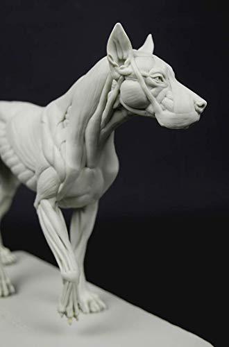 Image of 3dtotal Anatomy: Canine Figure