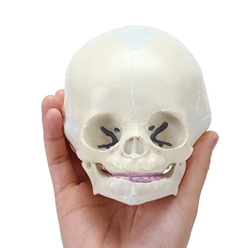 MIIRR Modelo de crânio humano infantil, modelo de crânio fetal em tamanho real, modelo de caveira de
