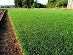 Grass seeds for cricket ground,Cricket ground lawn grass seeds,100% germination (1000 seeds) (B0C89C448V) Amazon Price History, Amazon Price Tracker