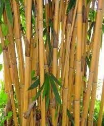 Golden bamboo plant seeds || Seeds for golden bamboo plant || 50 seeds (B0CQYHFQ61) Amazon Price History, Amazon Price Tracker