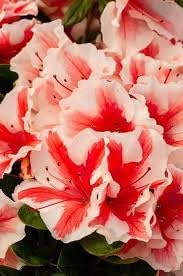 Encore Azalea Autumn Starburst Reblooming Shrub with Pink and White Bicolor Flowers for Year-Round Garden Color3 Gallon