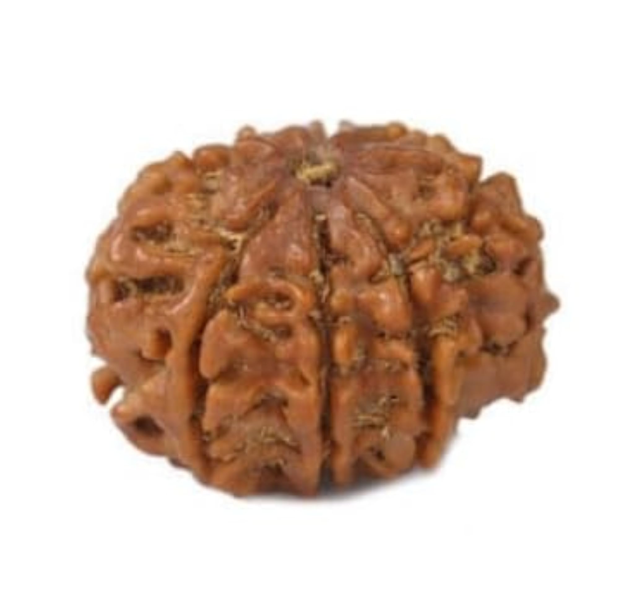 Natural 8 Mukhi Rudraksha Bead, Certified Quality