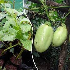 Akasha Vellari- VENUS-ONLINE Akasha Vellari; Giant Granadilla (Passiflora quadrangularis);Tropical Medicinal Fruit Plant (1 Healthy Seedling Plant) (B0CP67J4FJ) Amazon Price History, Amazon Price Tracker