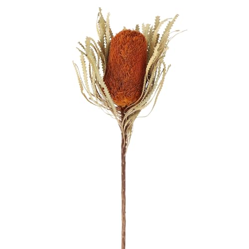 MIHUAGE Jumbo Orange Banksia Flower with Dyed...