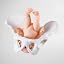 The pelvis is not movable