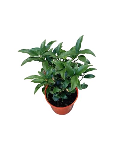 Árbol de Kumquat en Maceta – Planta Cítrica Natural para Exterior e Interior