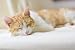 Peticare Gato Aceite de Cuidado Limpiador para Acaros del Oido y Anti-Parasitos...