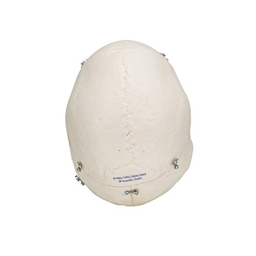 Image of 3B Scientific A27 Deluxe Demonstration Skull 10-part - 3B Smart Anatomy