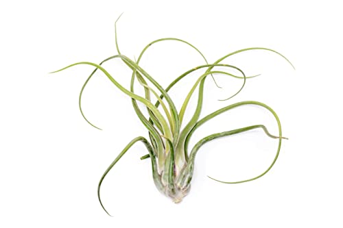 Air Plant Shop XL Tillandsia Caput Medusae Air Plants - Live Tillandsia - Easy Care Indoor and Outdoor House Plants (Pack of 1)