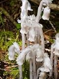 New Fresh 10pcs Monotropa Uniflora Indian Pipe Cheilotheca Humilis Flower Seeds Generic