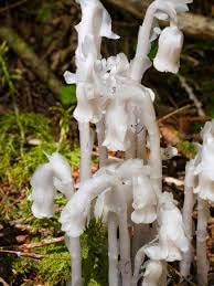 New Fresh 10pcs Monotropa Uniflora Indian Pipe Cheilotheca Humilis Flower Seeds Generic