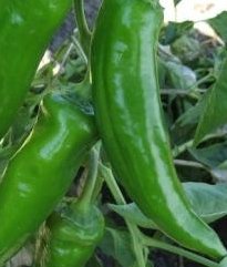 Anaheim Chili - rote Früchte - 50 Samen - Capsicum annum - mild mit aromareichen Geschmack !