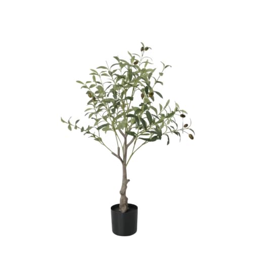 種 オリーブ 木」の人気商品一覧 | 安い商品を通販サイトから探す