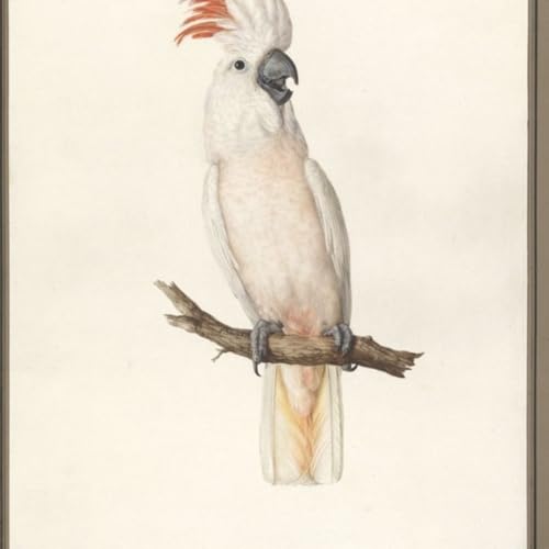 S8 Ep147: Wildlife Intelligence: Magpie Alliances and Cockatoo Defense — Jeremy Zakis — Zakis discussed his dog Dallas, who has become a skilled magpie whisperer, having cultivated alliances with five distinct magpie families throughout the neighborhood. Dallas dem