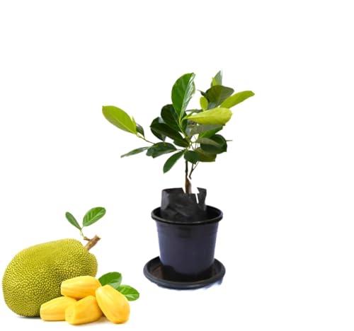 Hidden Enterprise_Special 'Jackfruit " Without Pot One Healthy Fruit Plant|| For Home Garden Outdoor Living Fast Growing Tree Pack of 01.