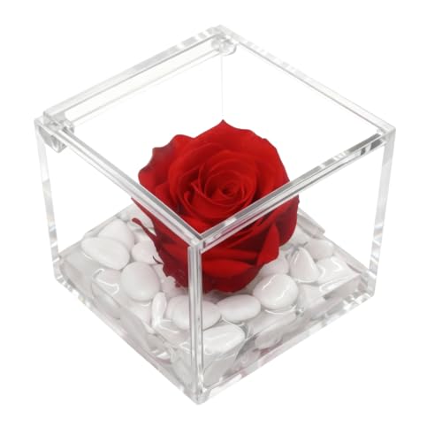 Premium-Rose - Rosa roja estabilizada en cubo transparente - Cubo con una auténtica y verdadera rosa que dura incluso más de 5 años