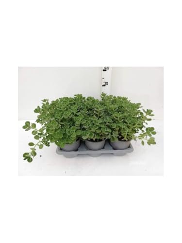 Origano Cubano "Plectranthus amboinicus" pianta aromatica in vaso ø14 cm Vivaio di Castelletto