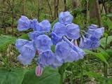 50pcs Virginia Bluebells, Mertensia virginica, semillas de flores perennes nativas
