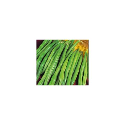 Kings Seeds - Dwarf French Bean, The Prince Cover