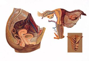Poster anatomique géant organs pelviens féminins 3B Scientific V2021U format XL