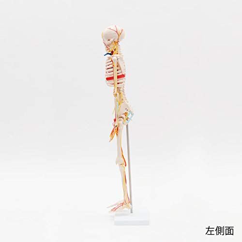 7ウェルネ ＞ 全身骨格模型 (主要動脈・静脈・神経付) 1/2サイズ 高さ85cm