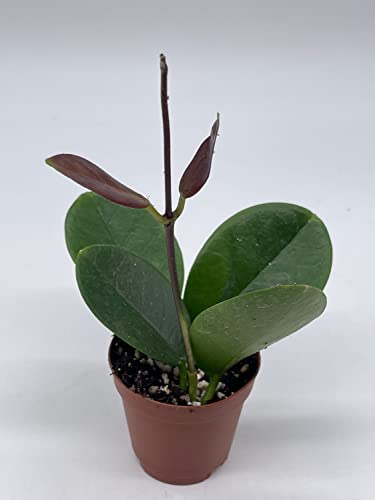 Hoya Australis In A 2 Inch Pot, Live Rooted Potted Tiny Mini Pixie Plant #TOP1