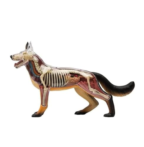 Modelo de anatomía de perro interactivo para entrenamiento veterinario 3
