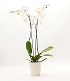 DecoBlooms Premium White Orchid Live Indoor Plant - 5 inch Blooms, Modern Pot Included, Gift Fresh Flowering Home Decor for Anniversary, Birthday, Congratulations, Get Well, Sympathy, Thank You