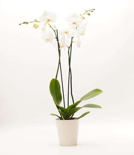DecoBlooms Premium White Orchid Live Indoor Plant - 5 inch Blooms, Modern Pot Included, Gift Fresh Flowering Home Decor for Anniversary, Birthday, Congratulations, Get Well, Sympathy, Thank You