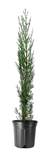 Italian Cypress