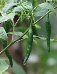 Image of Bigreen Green Chilli Live Plant with Pot | Homegrown Spicy Vegetable Plant for Kitchen Garden | Easy Grow & Harvest | Balcony & Outdoor Gardening - Pack of 1