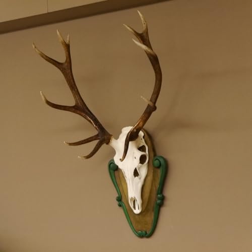 GTK - Geweihe & Trophäen KRUMHOLZ Rothirschgeweih ungerader...