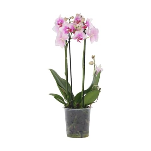 Orchidée Phalaenopsis - Plant in a Box thumbnail